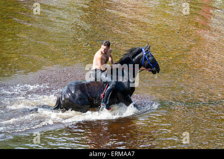 Appleby, Cumbria, UK. 4. Juni 2015. Pferde werden gewaschen / im Fluss Eden in Appleby Appleby Horse Fair 2015 geritten. Bildnachweis: Wayne HUTCHINSON/Alamy Live-Nachrichten Stockfoto