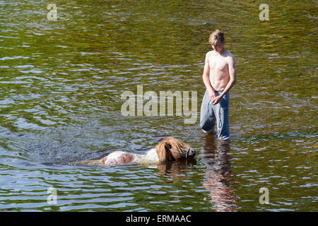 Appleby, Cumbria, UK. 4. Juni 2015. Pferde werden gewaschen / im Fluss Eden in Appleby Appleby Horse Fair 2015 geritten. Bildnachweis: Wayne HUTCHINSON/Alamy Live-Nachrichten Stockfoto