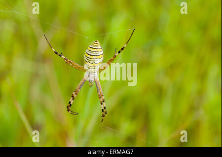 Gelb-schwarze Spinne (Argiope Bruennichi) in der Sommerwiese. Stockfoto