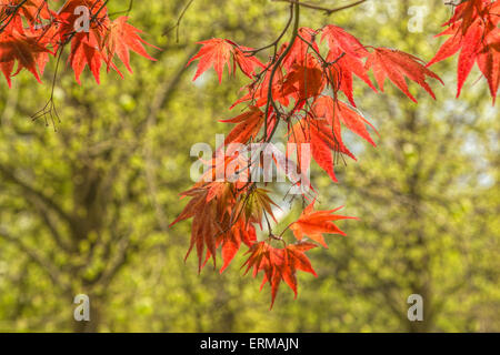 Acer Rubrum-rote Ahornblätter fangen das Sonnenlicht in Petworth House und Pleasure Grounds, West Sussex, England, UK. Stockfoto