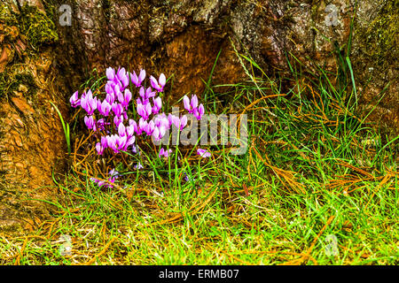 Ein Cyclamen in eine kühle Ecke durch einen Baumstamm Stockfoto