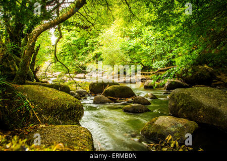 Die rocky River Dart am Dartmeet in Devon. Stockfoto