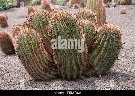 Kaktus Pflanze, Ferocactus Pilosus, Cactaceae. Mexiko. Stockfoto