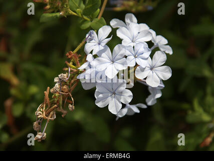 Blau Plumbago, Kap Leadwort, Cape Plumbago oder Skyflower, Plumbago Auriculata (Plumbago Capensis), Plumbaginaceae. Stockfoto