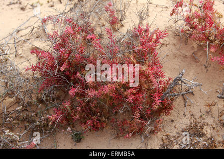 Shrubby Sea-Blite oder Alkali-Seepweed, Suaeda Vera, Amaranthaceae. Salzwerk widerstandsfähig, NP Corralejo, Fuerteventura, Kanaren. Stockfoto