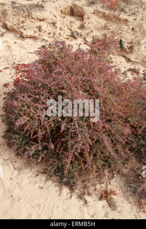 Shrubby Sea-Blite oder Alkali-Seepweed, Suaeda Vera, Amaranthaceae. Salzwerk widerstandsfähig, NP Corralejo, Fuerteventura, Kanaren. Stockfoto