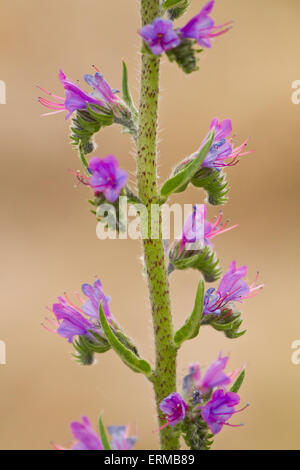 Nahaufnahme, Viper's Bugloss Blumen Stockfoto