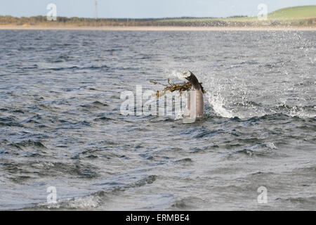 Der Große Tümmler (Tursiops Truncatus) spielen mit Algen, Chanonry Point, Moray Firth, Scotland, UK Stockfoto