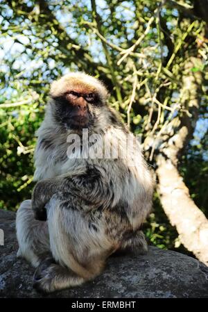 Berberaffe in einem Baum Stockfoto