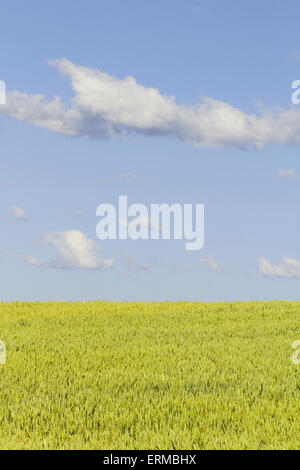 Grünen Weizen Landschaft mit blauem Himmel im Hintergrund Stockfoto