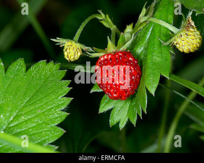 Fragaria Vesca, Walderdbeere, Wald-Erdbeere, Alpine Strawberry, Europäische Erdbeere Fraise-des-Bois genannt. Stockfoto