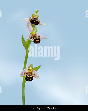 Ophrys Apifera, Biene Orchidee Makro. Wilde Blume Makro mit schönen Details. Stockfoto