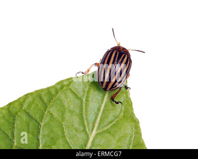 Leptinotarsa Decemlineata, Kartoffelkäfer Fütterung auf Kartoffel-Blatt. Studio, isoliert auf weiss. Stockfoto