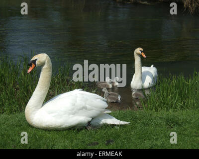 Ein paar der Schwäne mit ihren Cygnets im Frühjahr Stockfoto