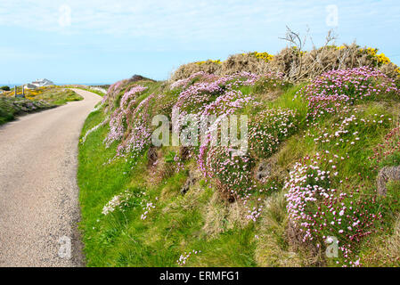 Die Straße in Richtung Pendeen Lighthouse Cornwall zeigt Sparsamkeit (Armeria Maritima) auf die Hecke wächst Stockfoto