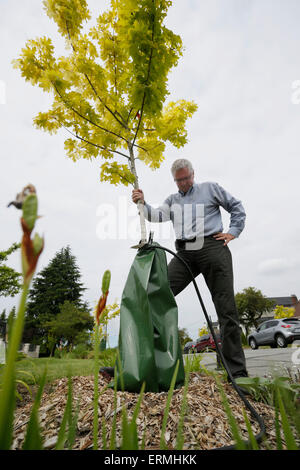 Vancouver, Kanada. 4. Juni 2015. Ein Bewohner überprüft die Wasserbeutel eines Baumes entlang der Straße in Vancouver, Kanada, 4. Juni 2015. Im Vorgriff auf eine trockene, heiße Sommer testete Vancouver slow-Release Wasserbeutel um die Basis der neu gepflanzte Bäume rund um die Community. Bewohner werden gebeten, zu helfen, indem diese Beutel mit Wasser regelmäßig vor ihren Häusern, die städtische Umwelt zu helfen. © Liang Sen/Xinhua/Alamy Live-Nachrichten Stockfoto