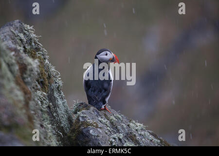 Papageitaucher Fratercula Arctica, auf der Insel Runde in Herøy Kommune, Møre Og Romsdal Fylke, Norwegen. Stockfoto