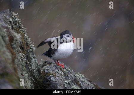 Papageitaucher Fratercula Arctica, auf der Insel Runde in Herøy Kommune, Møre Og Romsdal Fylke, Norwegen. Stockfoto