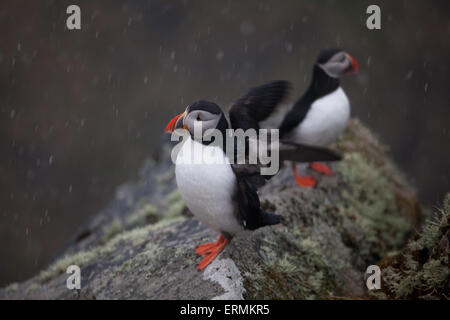 Papageitaucher Fratercula Arctica, auf der Insel Runde in Herøy Kommune, Møre Og Romsdal Fylke, Norwegen. Stockfoto