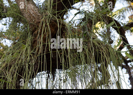 Sao Paulo, Brasilien. 4th. Juni 2015. Mistelkaktus, Cacto-Macarrao (Rhipsalis baccifera) wird im Baum an diesem sonnigen Tag im Botanischen Garten (Jardim Botanico) von Sao Paulo während Fronleichnam Urlaub in Sao Paulo, Brasilien gesehen. Quelle: Andre M. Chang/Alamy Live News Stockfoto