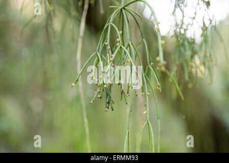 Sao Paulo, Brasilien. 4th. Juni 2015. Mistelkaktus, Cacto-Macarrao (Rhipsalis baccifera) wird im Baum an diesem sonnigen Tag im Botanischen Garten (Jardim Botanico) von Sao Paulo während Fronleichnam Urlaub in Sao Paulo, Brasilien gesehen. Quelle: Andre M. Chang/Alamy Live News Stockfoto