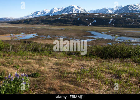 Wilde Blumen Schneeschmelze im kanadischen Yukon im Frühjahr mit Bergen im Hintergrund. Stockfoto