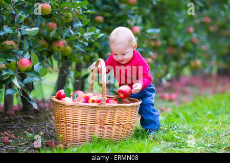 Süße lustige kleinen Jungen neben einen Korb voll mit Äpfeln im Obstgarten an schönen warmen Herbsttag in einer Farm spielen Stockfoto