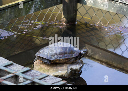 Sao Paulo, Brasilien. 4. Juni 2015. Schildkröte ist im Bereich Nymphaea See (Lago Das Ninfeias) an diesem sonnigen Tag im Botanischen Garten (Jardim Botanico) von Sao Paulo während Fronleichnam in Sao Paulo, Brasilien gesehen. Bildnachweis: Andre M. Chang/ARDUOPRESS/Alamy Live-Nachrichten Stockfoto