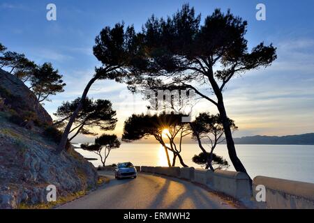 Pinien in den Sonnenuntergang auf einer Landstraße, in der Nähe von Alcudia, Mallorca, Balearen, Spanien Stockfoto