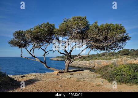 Pine Tree, in der Nähe der Cala Pi, Mallorca, Balearen, Spanien Stockfoto