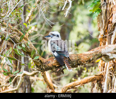 Australische Kookaburra Stockfoto