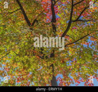 Leaves on a mature maple tree beginning to change colour in late summer Stockfoto