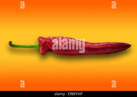 Einzelne rote Paprika Paprika orange Hintergrund Beschneidungspfad Stockfoto