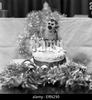 PIP die Totenkopfaffen, Chester Zoo, Dezember 1978. Genießt seine ersten Weihnachten. Stockfoto