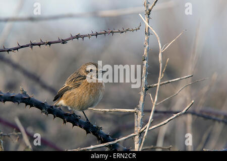 Gemeinsamen Schwarzkehlchen (Saxicola Torquata) weibliche gehockt Bramble, Marazion Marsh RSPB Reserve, Cornwall, England, UK. Stockfoto