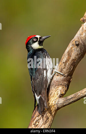 Eichel Spechte Melanerpes Formicivorus Santa Rita Mountains, Santa Cruz County, Arizona, USA 14 können Erwachsene Mal Stockfoto