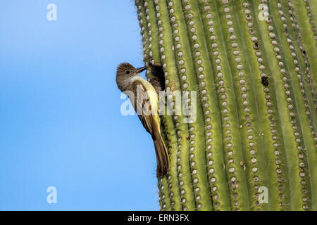 Brown-crested Flycatcher, Myiarchus Tyrannulus Tucson, Pima County, Arizona, USA 4 Juni Erwachsenen bei Saguaro Nest hol Stockfoto