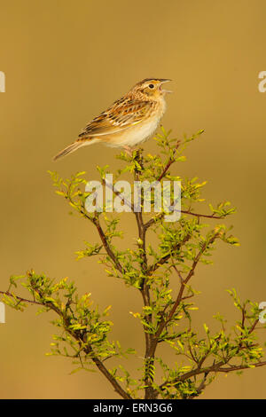 Heuschrecke Spatz, Ammodramus Savannarum Sonoita, Cochise County, Arizona, vereint Staaten 17 kann erwachsenen männlichen Gesang von Stockfoto