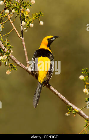 Mit Kapuze Oriole Ikterus Cucullatus Tucson, Arizona, USA 3 Juni erwachsenen männlichen Icteridae Stockfoto