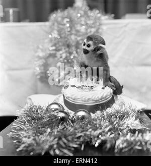 PIP die Totenkopfaffen, Chester Zoo, Dezember 1978. Genießt seine ersten Weihnachten. Stockfoto