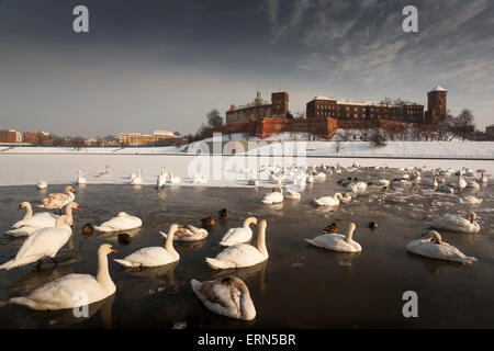 Wawel-Schloss - Denkmal von Krakau-Krakau in eine Winterlandschaft mit Schwänen - Polsih nationale Wahrzeichen - Weichsel Stockfoto