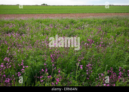 Rote Campion Blumen eine Ackerfläche Rand entlang der Kante von einem Weizenfeld in den Cotswolds. England Stockfoto