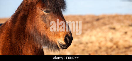 Extreme Nahaufnahme einer isländischen braune Ponys in der Sonne Stockfoto