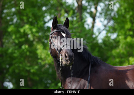 Trakehner Pferd mit klassischen Zaum auf dunkelgrünen Hintergrund Stockfoto