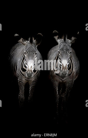 Zwei Grevy-Zebras (Equus Grevyi) stehen in der Dunkelheit in der stabilen Eingang, Cabarceno Naturpark, Kantabrien, Spanien Stockfoto