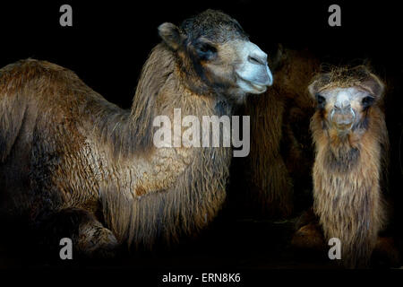 Zwei Dromedar, arabischen Kamel, indische Kamel (Camelus Dromedarius) liegen im Dunkeln, in der stabilen Eingang Cabarceno Natura Stockfoto