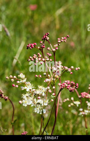 Asiatische in Blüte. Hurst Wiesen, West Molesey Surrey, England. Stockfoto