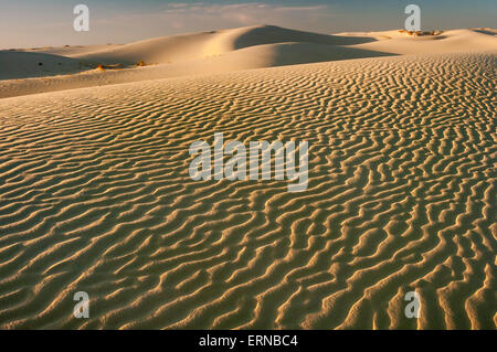 Dünen bei Sonnenuntergang, Monahans Sandhills Staatspark, Chihuahua-Wüste, Texas, USA Stockfoto