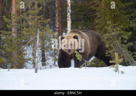 Eurasische Braunbären (Ursus Arctos Arctos), im Winter, Finnland. Stockfoto