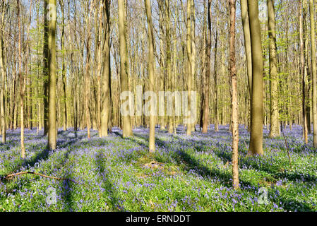 Gerade erst begonnen Saison der Blaue Hyazinthen in Hallerbos, Belgien Stockfoto